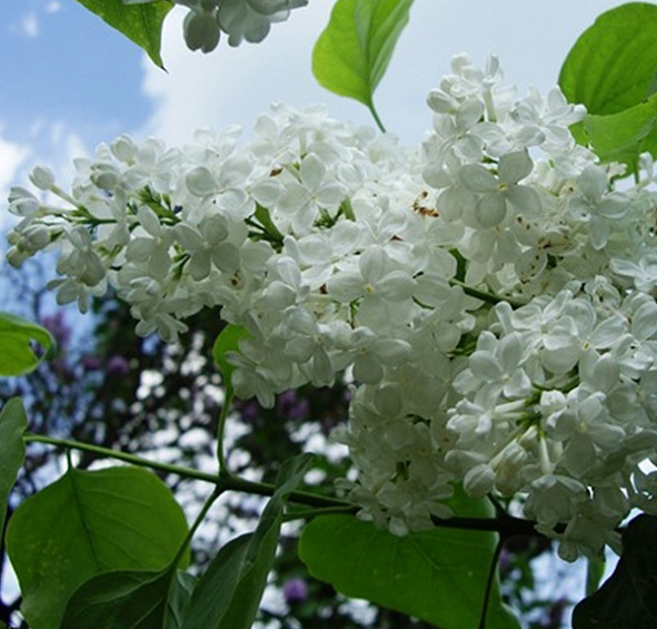 Сирень обыкновенная 'Мадам Феликс' (белая)